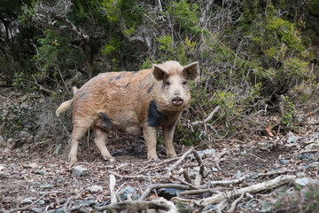 cochon corse
