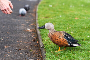 Spatula platalea standing on the lawn in the park dikarmiana by man.