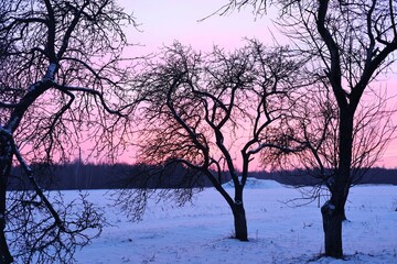 Colorful evening landscape. Beautiful natural background dark tree branches against the pink sky