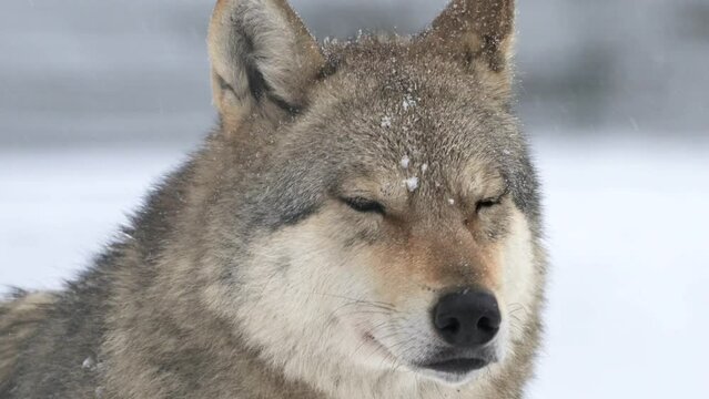 4k super slow motion raw cinematic video showcases a close-up of a wolf in the snow, capturing the beauty and intensity of its raw presence in detail.