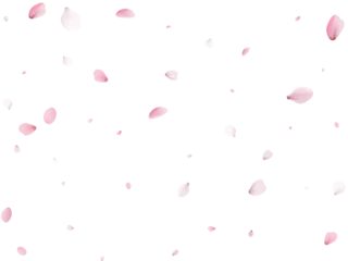 Rolgordijnen Realistic Sakura Petals. © writerfantast