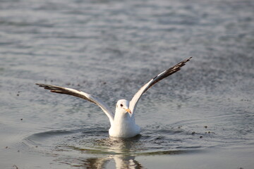 A seagull sitting in the lake