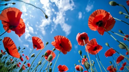 Beautiful poppy flowers from below against a blue sky background. Unusual angle on floral. Flower on a long stem