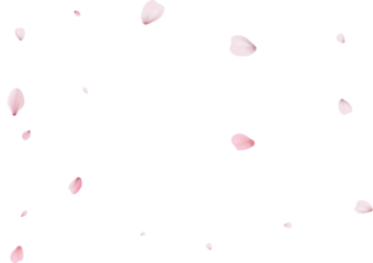 Sakura flying petals, romantic background.