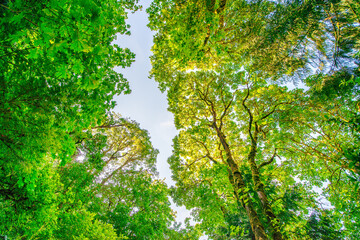 Multnomah Falls, Columbia RIver Gorge - Oregon