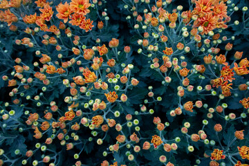 Orange chrysanthemums blooming and budding in the chrysanthemum garden in winter.