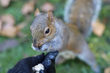 squirrel eating nut