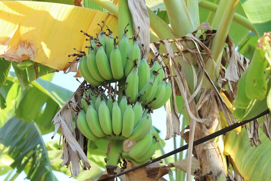 Bunch of bananas 
