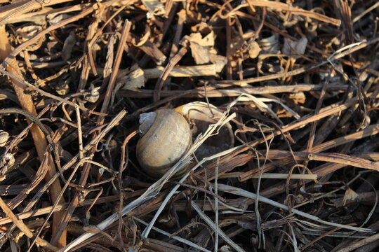 Shells 