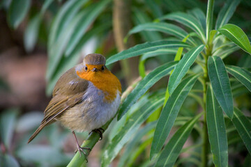 robin on a branch