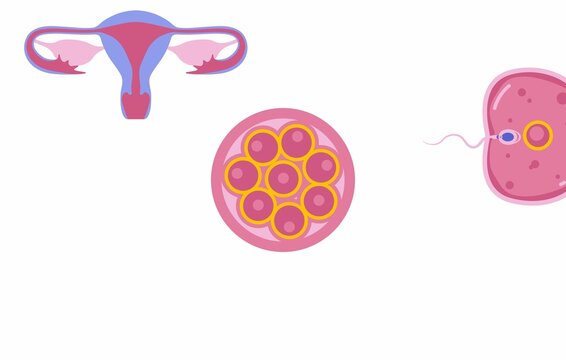 sperm and egg cell. Set of Human body sperm. One sperm is human semen. In the white back