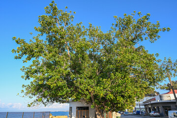 ficus on the embankment in Cyprus 2