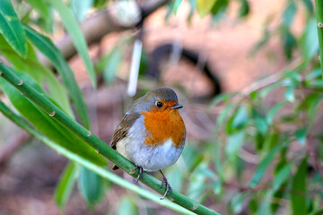 robin on a branch