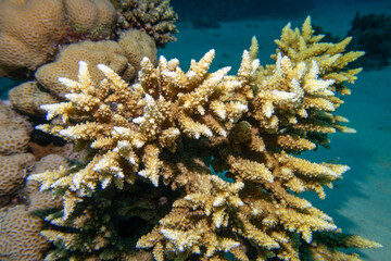 Coral reef with Acropora coral (Scleractinia) at sandy bottom of tropical sea, underwater lanscape