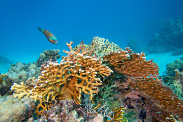 Colorful, picturesque coral reef at bottom of tropical sea, yellow fire coral and parrotfish, underwater landscape