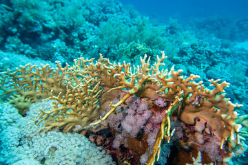 Colorful, picturesque coral reef at bottom of tropical sea, yellow fire coral, underwater landscape