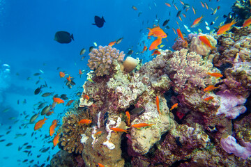 Obraz na płótnie Canvas Colorful, picturesque coral reef at the bottom of tropical sea, hard corals and fishes Anthias, underwater landscape
