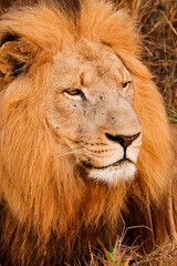 Lion resting with big mane in Kruger National Park
