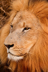 Closeup of lion resting with big mane in Kruger national park