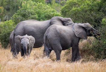 Naklejka na ściany i meble Elephant family in Kruger National Park forest
