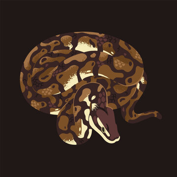 Asian or Indian rock python with patterned scale. Common constrictor. Large boa with spotted skin. Exotic reptile, tropical cold blooded animal. Rainforest fauna. Flat isolated vector illustration