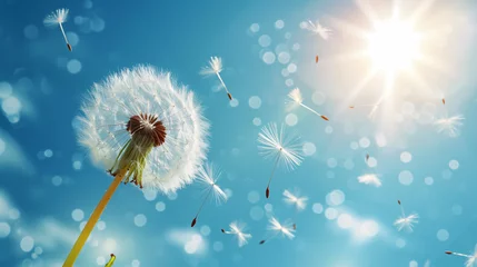  Dandelion and flying dandelion seeds © Mishi