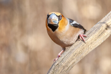 Hawfinch (Coccothraustes coccothraustes) perched on a branch in the forest in winter.