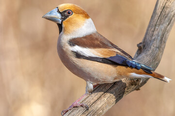 Hawfinch (Coccothraustes coccothraustes) perched on a branch in the forest in winter.