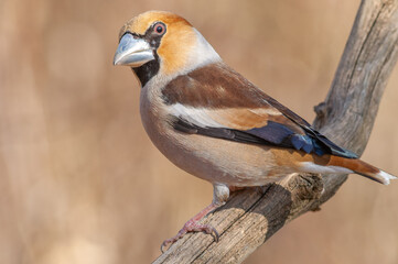 Hawfinch (Coccothraustes coccothraustes) perched on a branch in the forest in winter.