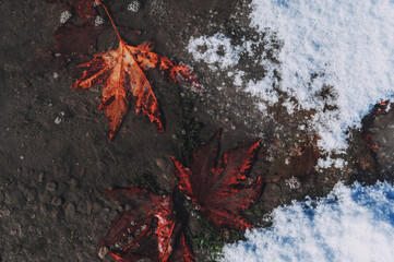 autumn orange maple leaf on the asphalt frozen in ice in the first snow in winter