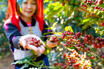 Happy Asian woman farmer picking red cherry coffee beans in coffee plantation in Chiang Mai,...