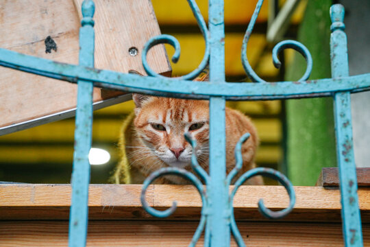 ginger tabby cat watching the camera lens behind the bars of the house window - Powered by Adobe