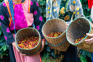 Group of Asian woman farmer picking red cherry coffee beans in coffee plantation in Chiang Mai,...