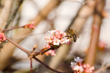 bee collecting pollen on a flowering bush