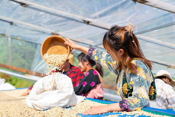Group of Asian man and woman farmer drying raw coffee beans in the sun at coffee plantation in Chiang Mai, Thailand. Farm worker harvest and process organic arabica coffee bean in greenhouse.