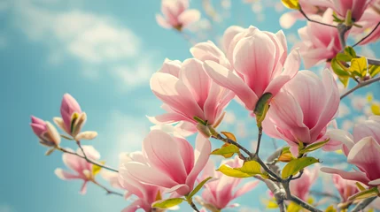 Schilderijen op glas Flowering magnolia tree © Mishi