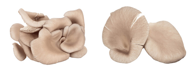 Oyster mushrooms isolated on white background with full depth of field