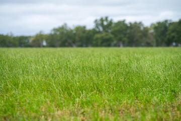 farming landscape, food production in an agricultural farm, practicing sustainable regenerative practices in australia in summer