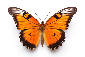 Fototapeta premium butterfly with orange color wings, isolated on black background