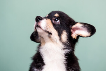 dog's muzzle looks to the side on a green background