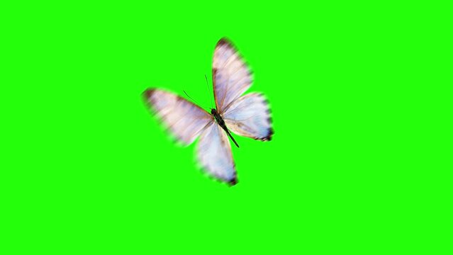 Realistic butterfly animation on green screen, seamless loop