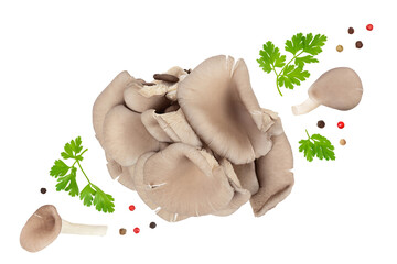 Fototapeta premium Oyster mushrooms isolated on white background with full depth of field. Top view. Flat lay