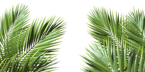 Palm leaves evergreen summer realistic on transparent backgrounds 3d rendering png - obrazy, fototapety, plakaty