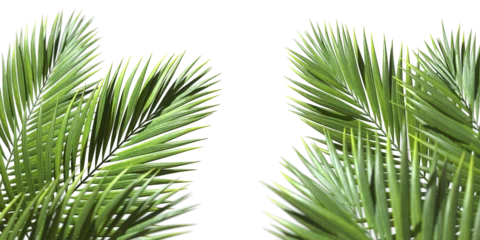 Foto op Aluminium Palm leaves evergreen summer realistic on transparent backgrounds 3d rendering png © Krit