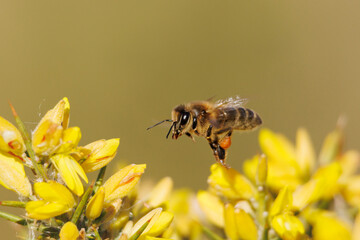 Abeja apis mellifera volando sobre flores de aliaga del parque natural Sierra de Mariola, Alcoi, España