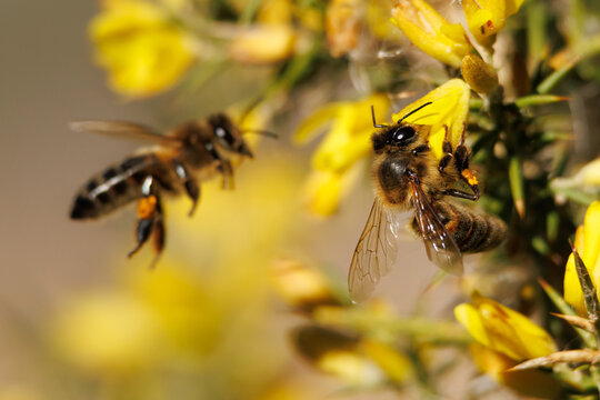 Apis mellifera recolectando en flor de aliaga con bokeh de abeja europea volando hacia las flores, Alcoi, Espa&ntilde;a