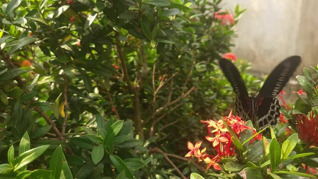 Indian blue mormon butterfly spreading the wings. Papilio polymnestor, the large dark black butterfly in swallowtail family. High quality 4k footage.