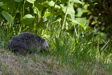 Abgemagerter Igel bei der Nahrungssuche