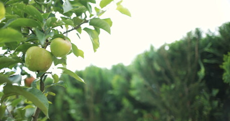 Fresh apple on a tree branch.