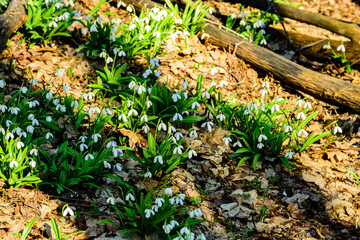 White blooming snowdrops (galanthus nivalis) at the forest on early spring